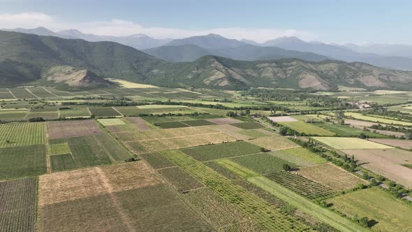 Aerial flight over beautiful vineyard landscape in Kvareli, Georgia