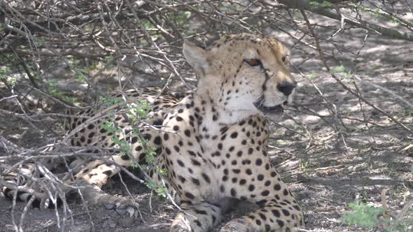 Cheetah couple resting under bushes 