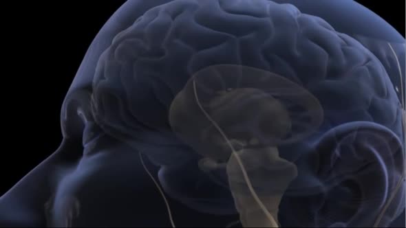 3D Animation of Neural Brain Activity Rotating on Black Background