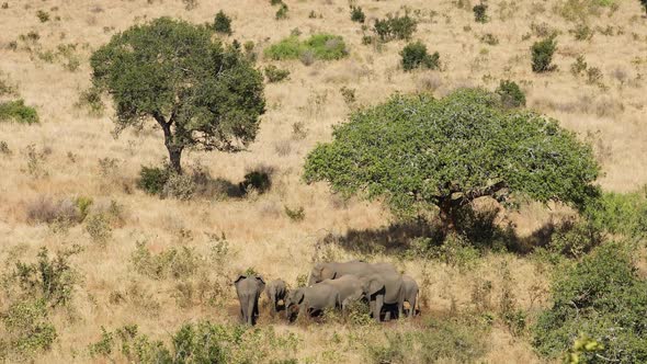 African Elephants In Savannah Landscape - Kruger National Park