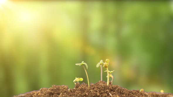 Cannabis Reaches for the Sun Young Cannabis Sprouts Time Lapse