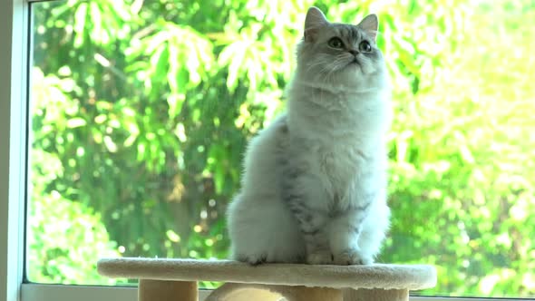 Cute Persian Cat Sitting On Cat Tower