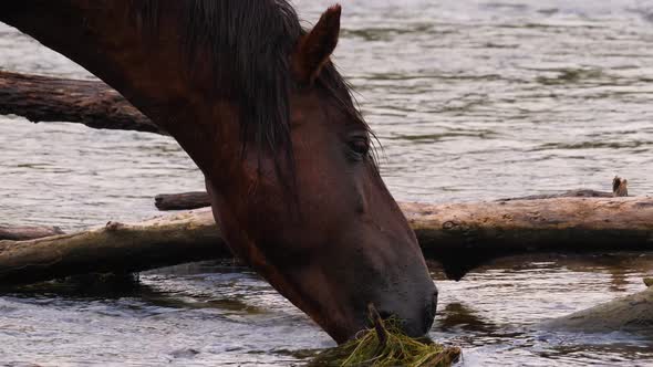 Brown wild horse nuzzles the river water as it eats.