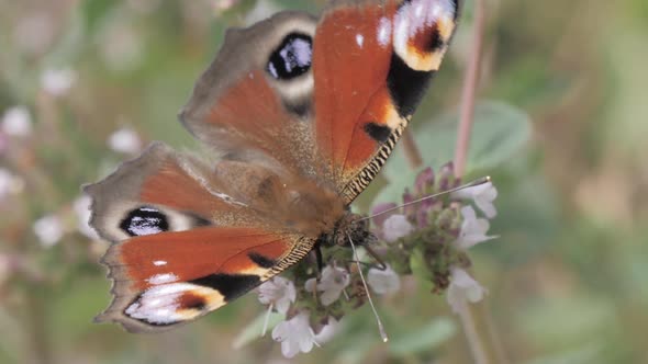 Butterfly Drinking