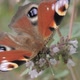 Butterfly Drinking - VideoHive Item for Sale