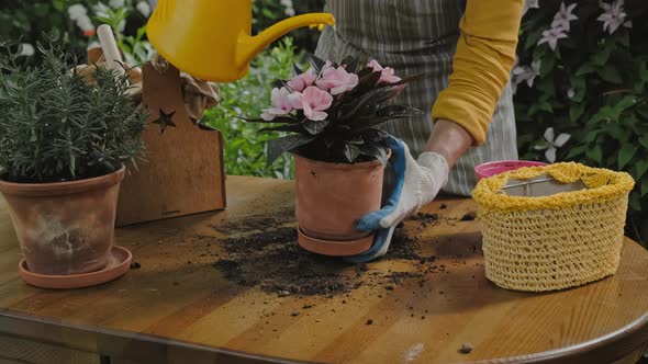 Young Woman Watering Balsam Plant in Backyard Garden