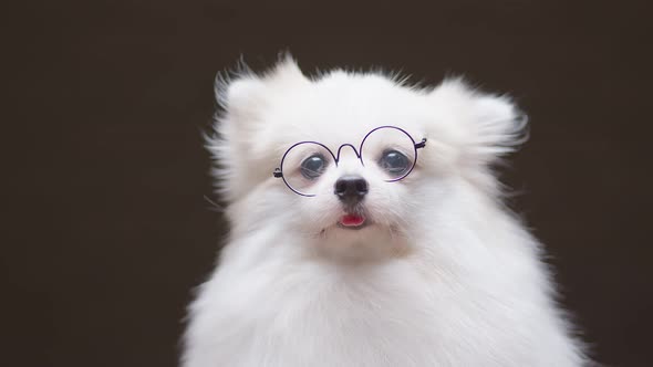 portrait of white color pomeranian lap dog animal sitting casual relax dark background