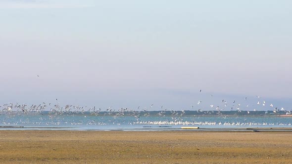 Many Birds Take Off From the Lake