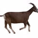 Goat Run - VideoHive Item for Sale