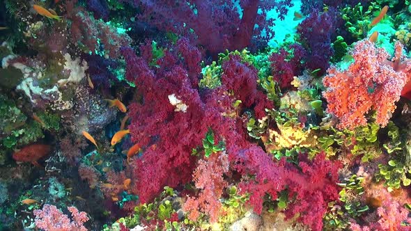 Colorful mixed soft corals on Red Sea coral reef with reef fishes