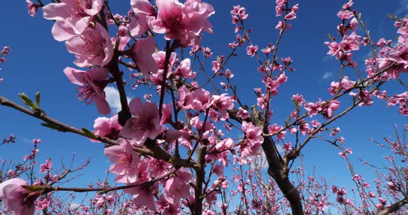 Peach trees blooming during the spring season, Provence, southern France