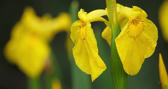 Yellow Iris, iris pseudacorus, Closeup of yellow flower petals.