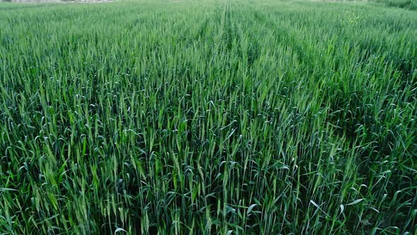 Beautiful View Of Large Wheat Fields.