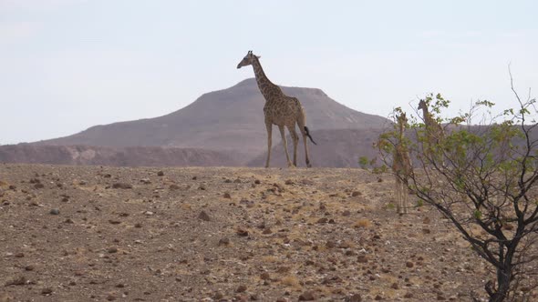 Giraffe family walks away on the savanna