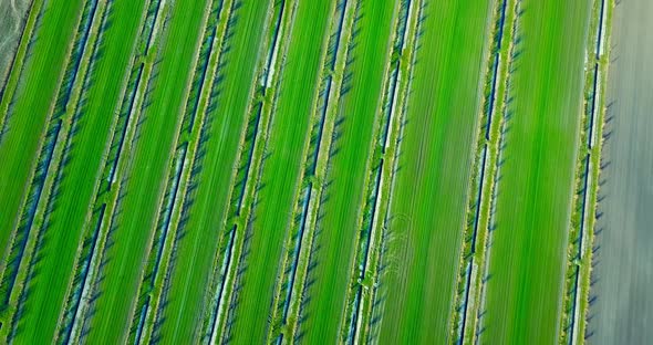 Wonderful Rural Territory with Juicy Green Vegetable Beds