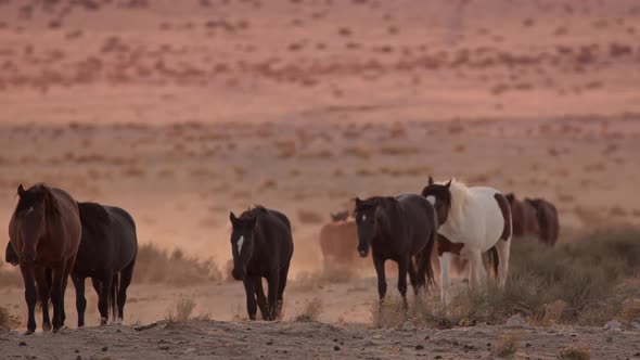 Mustangs moving through the West desert in Utah at dusk