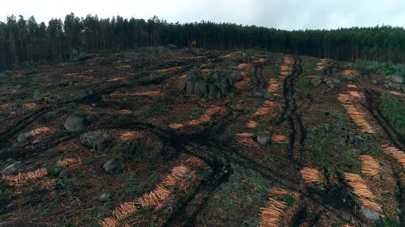 Drone footage of deforested pine forest