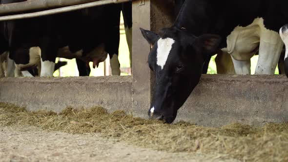 Dairy Cow Eating 2