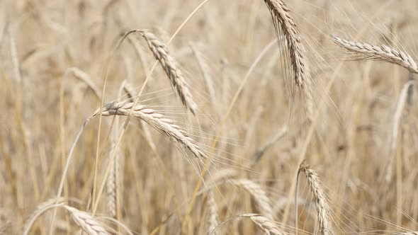 Wheat golden fields organic crop on the wind shallow DOF 2160p 30fps UltraHD footage - Before harves