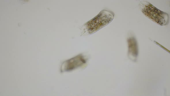 Paramecium Ciliates Under The Microscope