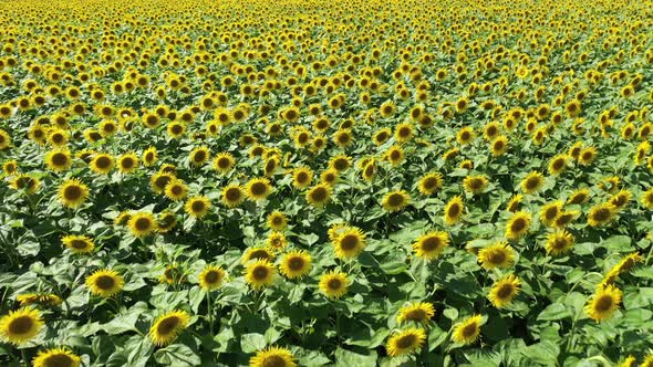 Fast Fly Above The Sunflowers