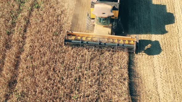 Top View of a Combine Cutting Rye in the Field