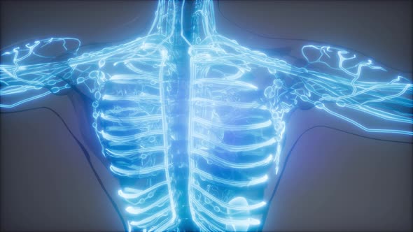 Blood Vessels of Human Body alt