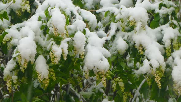 Blooming Flowers under the Snow