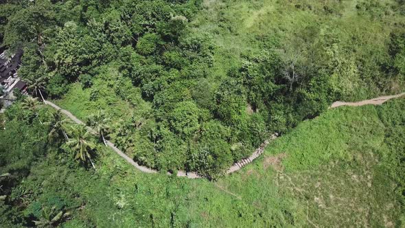 AERIAL: Flying above empty forest dirt road with tall spruce trees growing on both sides in lush nat