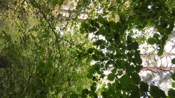 Vertical Video Aerial View of Trees in the Forest on an Autumn Day in Ukraine Slow Motion