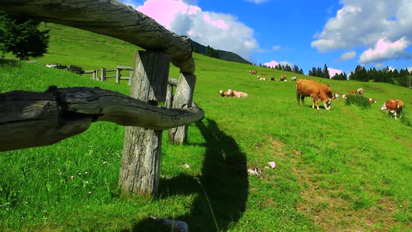 Hard of Cows on the High Mountain Pasture