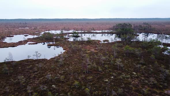 Aerial birdseye view of Dunika peat bog (mire) with small ponds in overcast autumn day, wide drone s