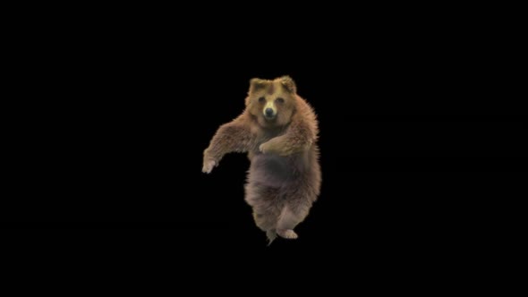 133 Bear Dancing HD