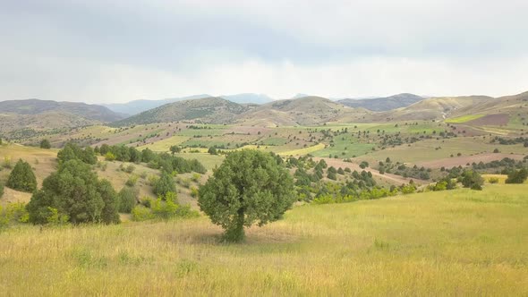 A beautiful view, Wheat fields, wild trees, rural areas, Cool and fresh air, a day full of peace.