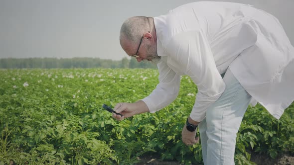 Agronomist researching potato seedlings