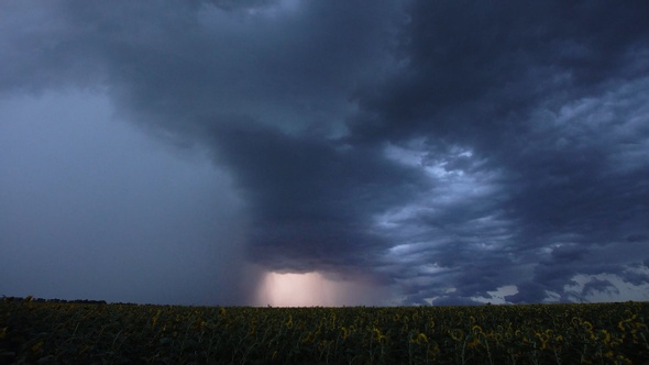 Time-lapse. Beautiful thunderstorm with clouds and lightning over a field with sunflowers