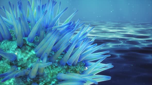 Striped Long Tentacle Anemone animation alt