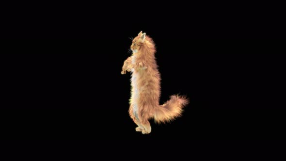 Cat Dancing 4K