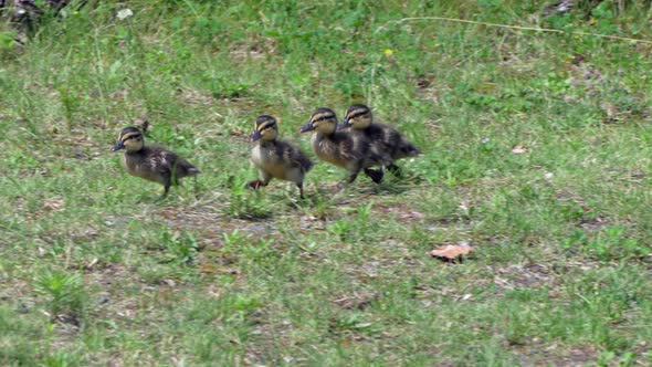 Track shot of cute newborn baby ducklings waddling on green grass field in sun - prores 4k close up