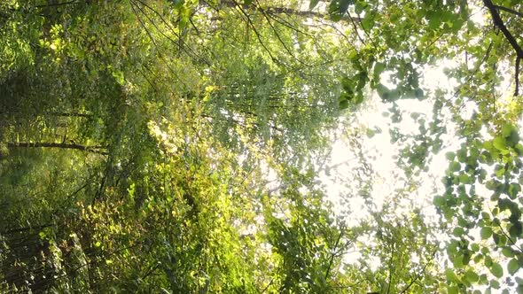 Vertical Video Aerial View of Trees in the Forest on an Autumn Day in Ukraine Slow Motion