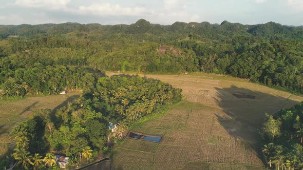 Rice Fields at Farm Aerial