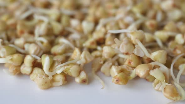 Sprouts of Green Buckwheat on Plate Rotating