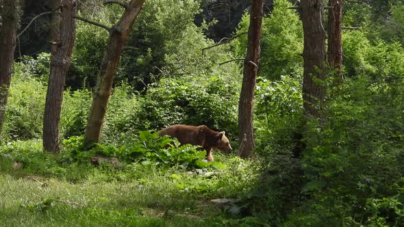 Real Wild Bear In Natural Habitat Among The Trees In The Forest