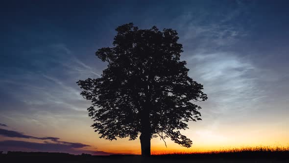 Noctilucent clouds formation above the silhouette of the tree in fields. Time lapse movie.