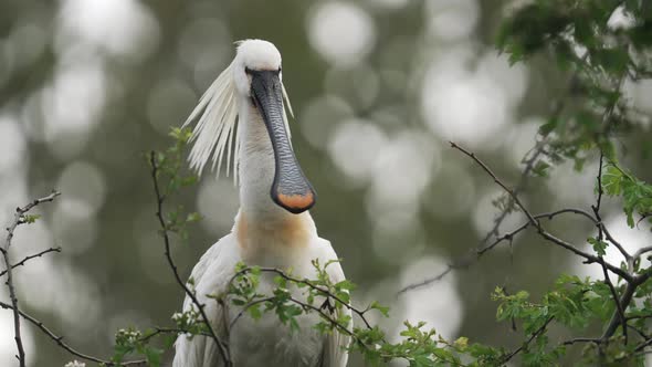 Long flat beaked Spoonbill with long head feathers look at camera - medium shot