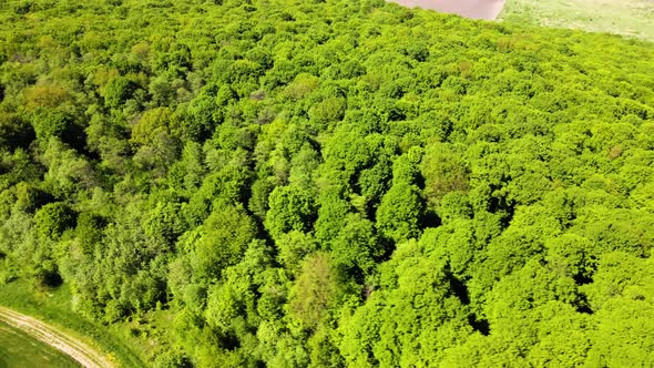 Top Down Flat Aerial View of Dark Lush Forest with Green Trees Canopies in Summer