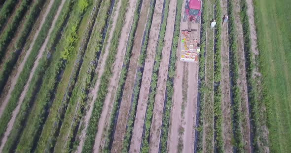 Camera descends and angles up to show farm area and the tractor with flatbed loaded with freshly pic