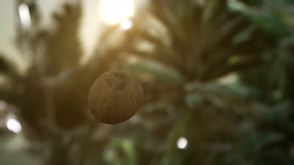 Extreme Slow Motion Falling Coconut in Jungle