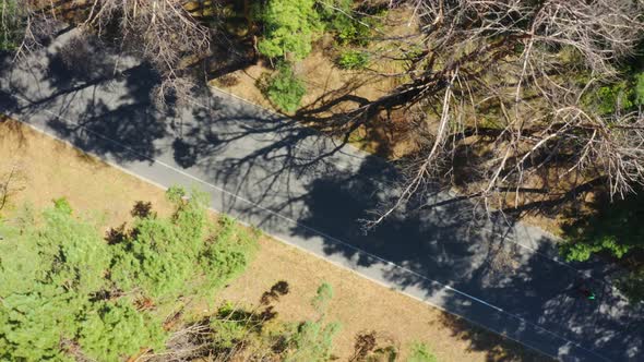 Aerial Top View of Cyclist Riding Bicycle on Forest Road