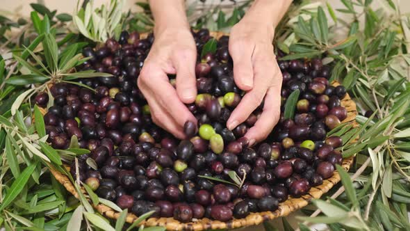 Woman's hand giving organic raw olives, ready for extra virgin oil. Agriculture concept. Mediterrane